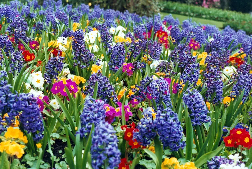 spring flower garden with hyacinths