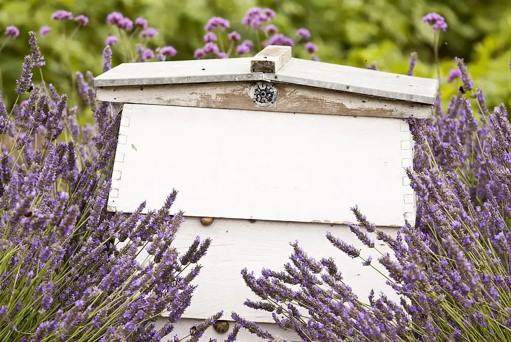 bee hive in levander garden