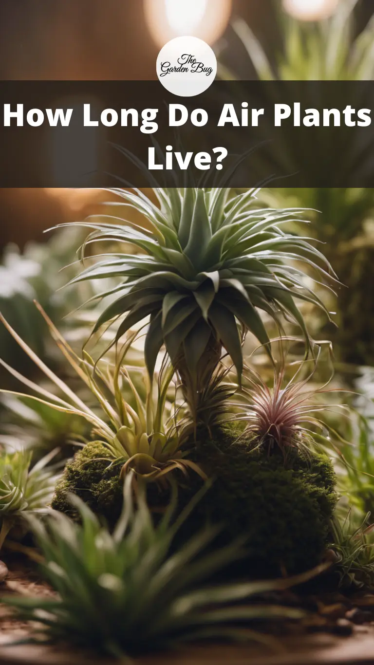 How Long Do Air Plants Live?