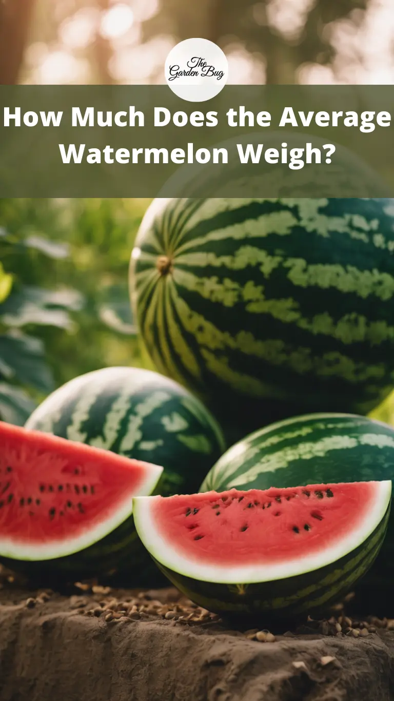 How Much Does the Average Watermelon Weigh?