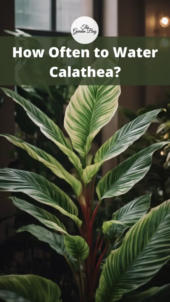 How Often to Water Calathea?