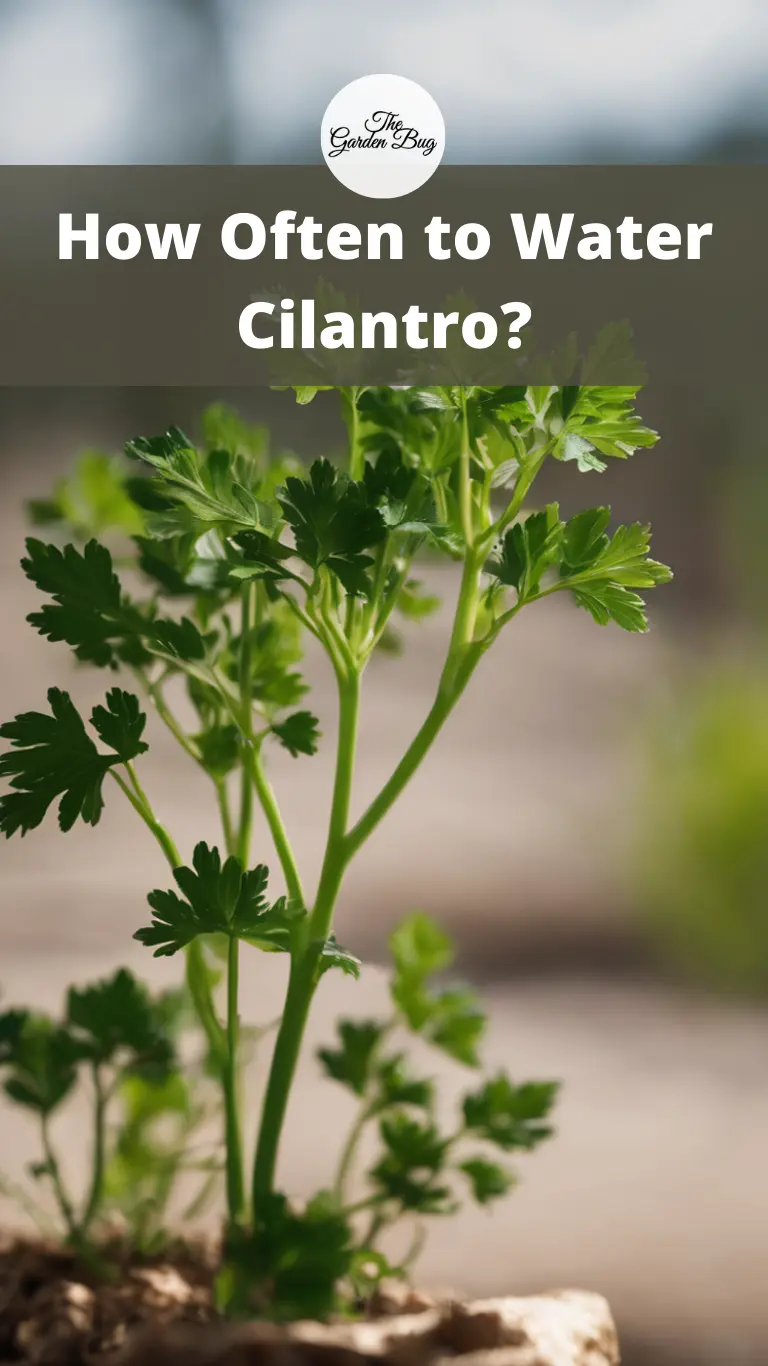 How Often to Water Cilantro?