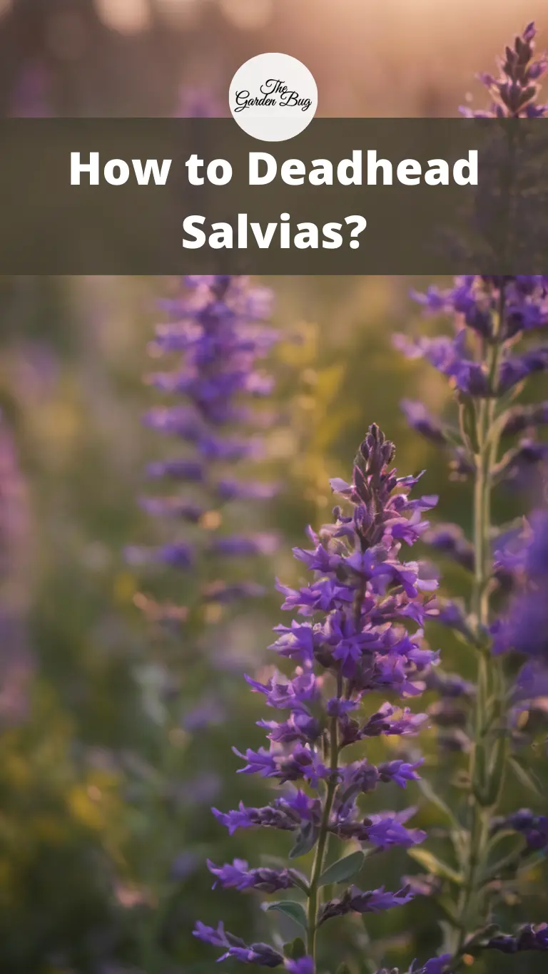 How to Deadhead Salvias?