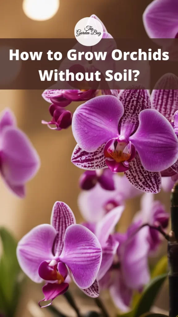How to Grow Orchids Without Soil?