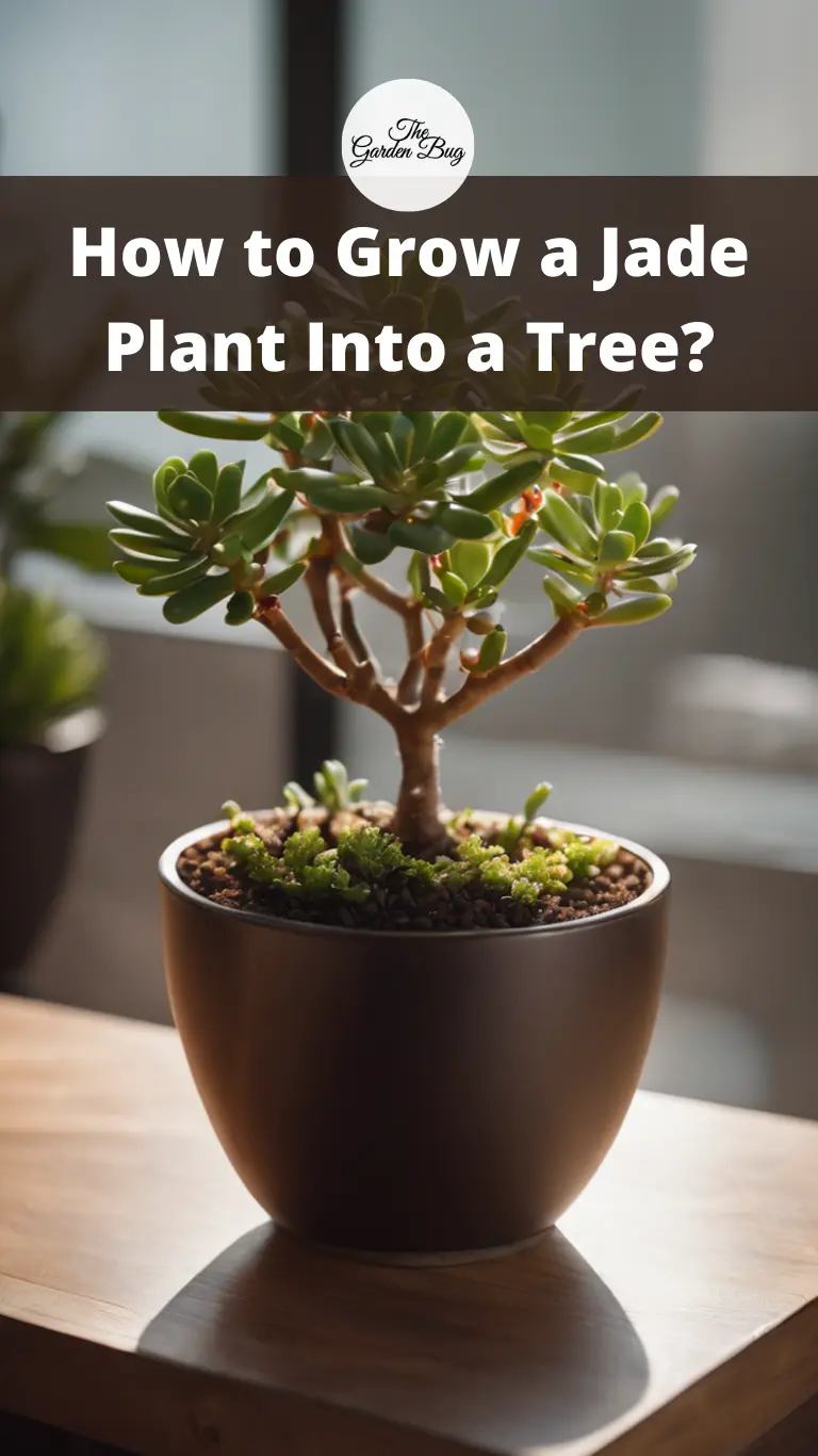How to Grow a Jade Plant Into a Tree?