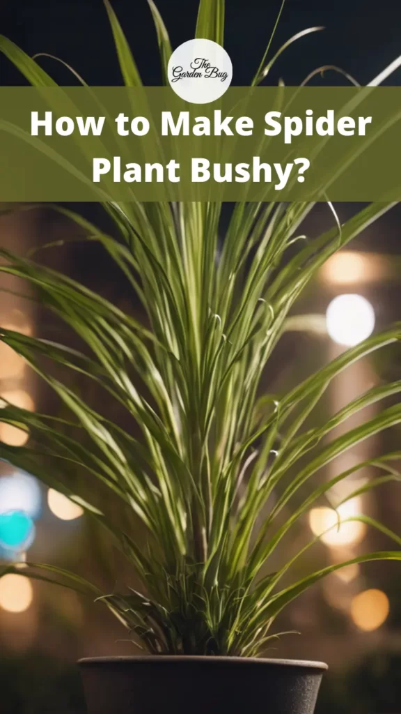 How to Make Spider Plant Bushy?