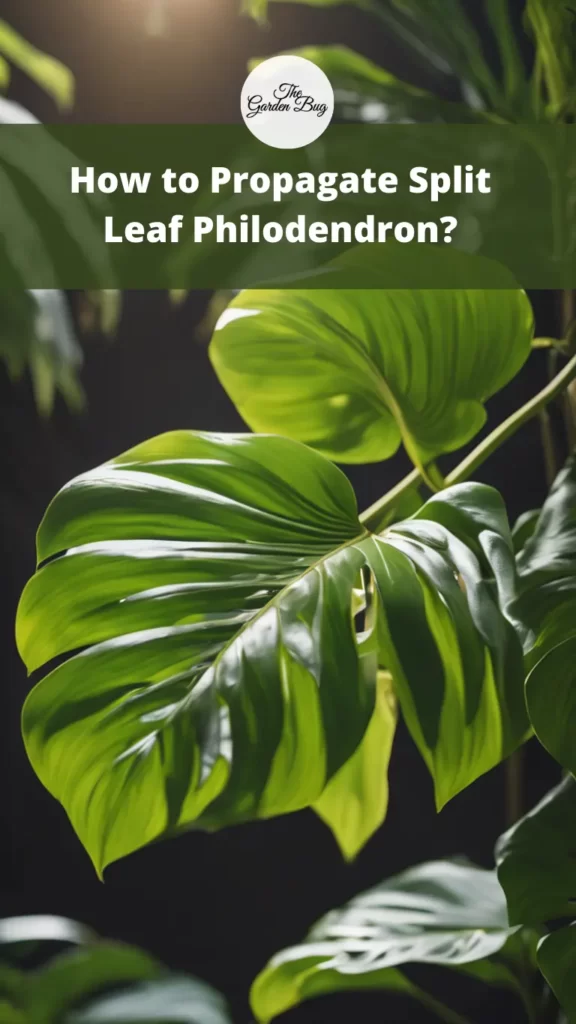 How to Propagate Split Leaf Philodendron?