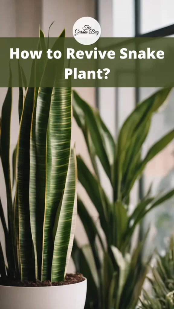 How to Revive Snake Plant?