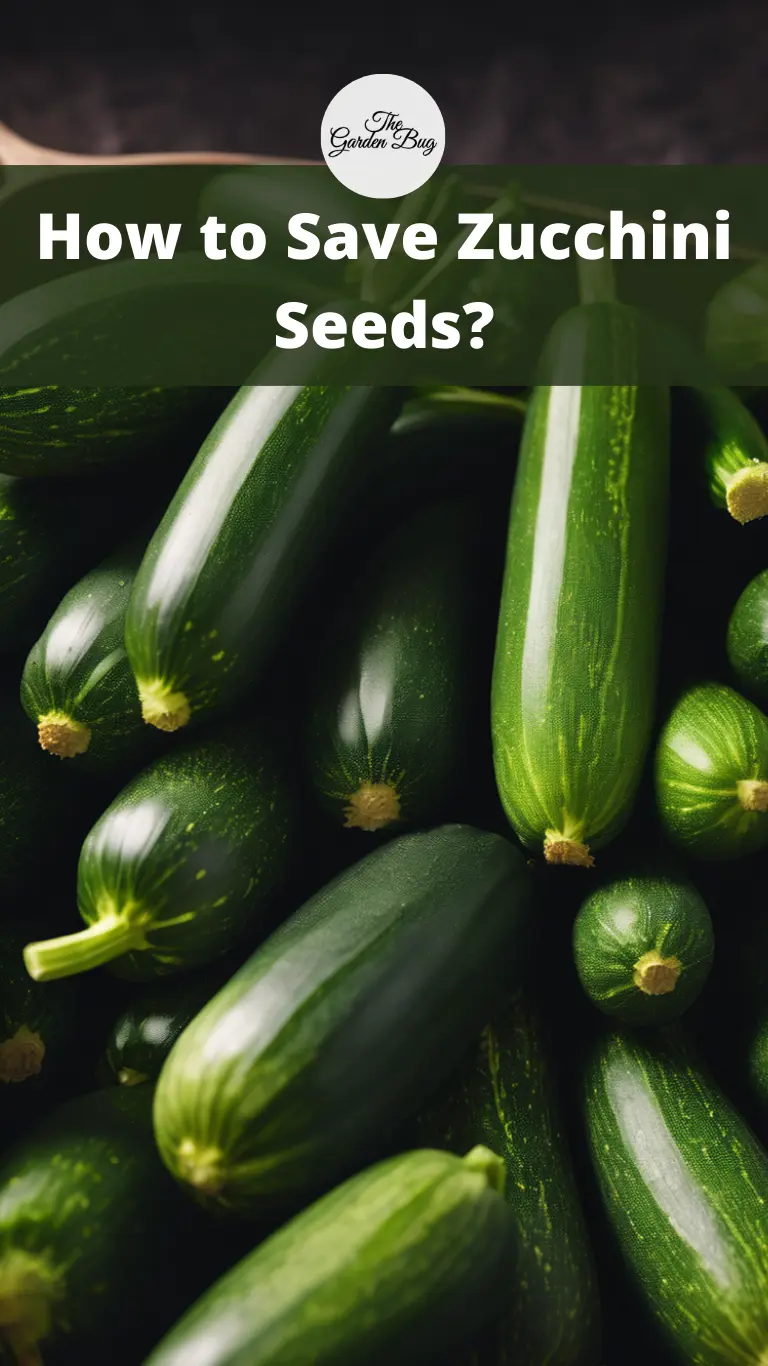 How to Save Zucchini Seeds?