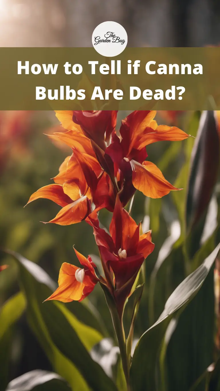 How to Tell if Canna Bulbs Are Dead?