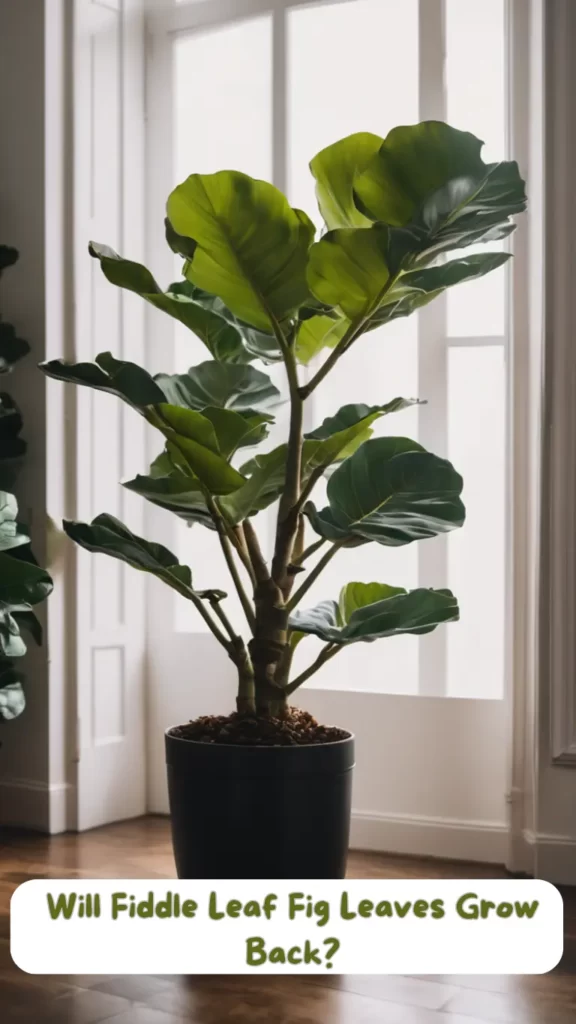 Will Fiddle Leaf Fig Leaves Grow Back?