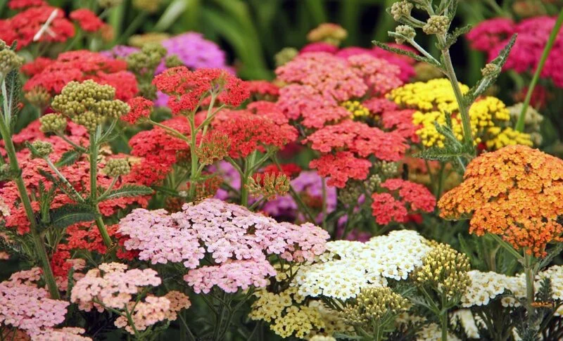 What Not to Plant with Yarrow? - Flower Garden Pictures